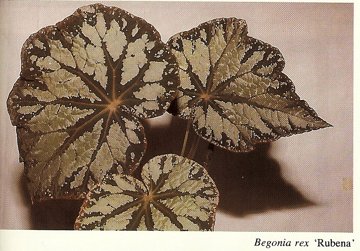 B. ‘Rubena’